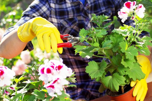 Professionals maintaining hedges in a lush garden