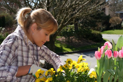 Hedge trimming professionals using hand tools